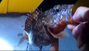 隠岐島でスーパーライトショアジギ