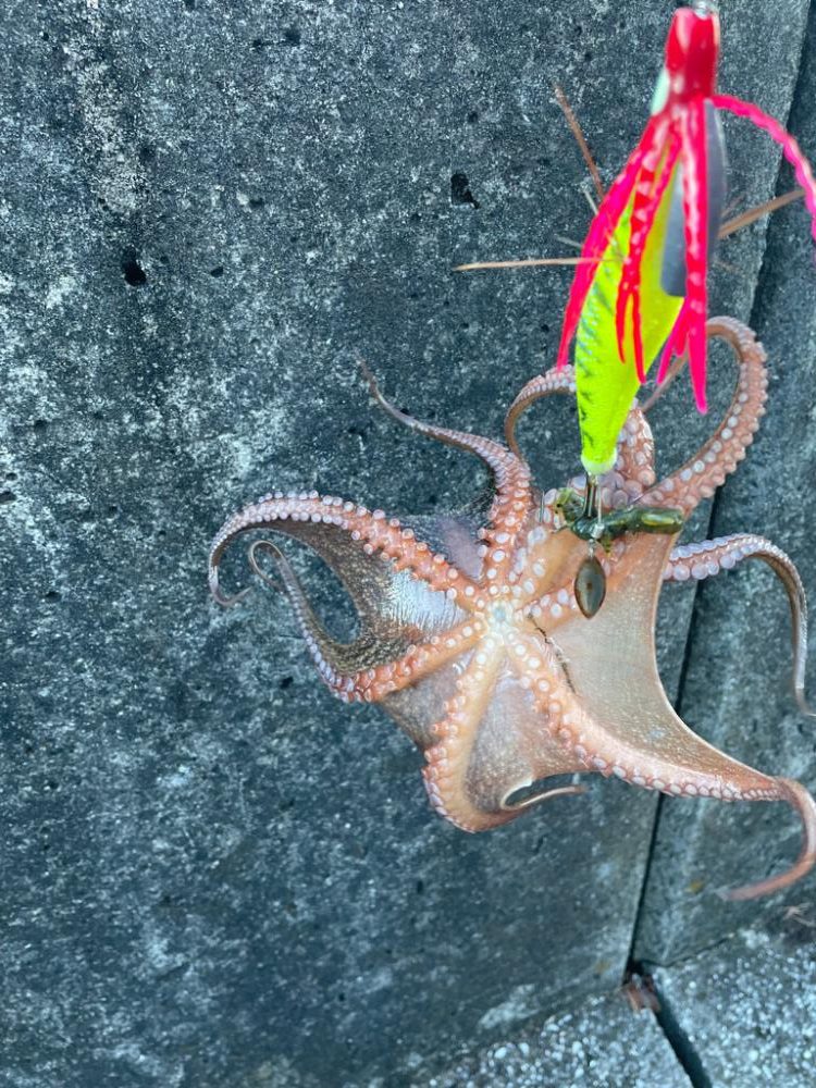 0円・最強餌‼️