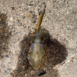 アオリとカミナリ