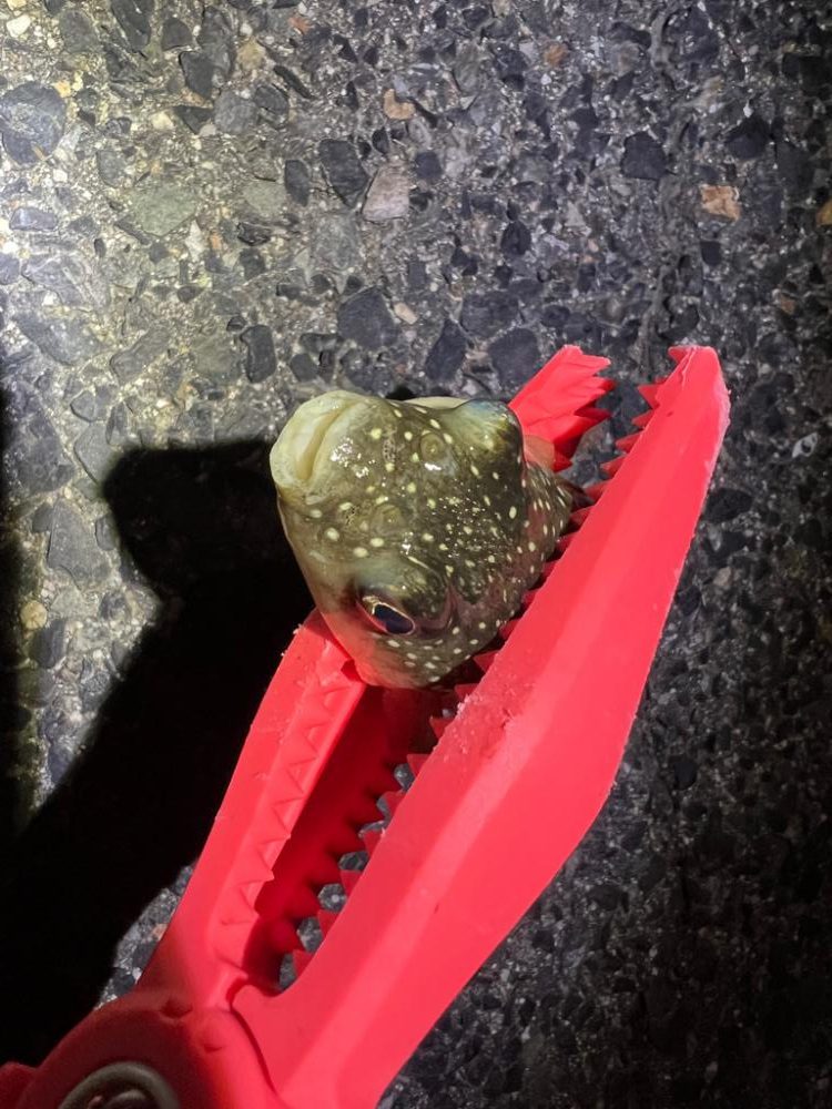 鯵を探して三千里 Vol.68