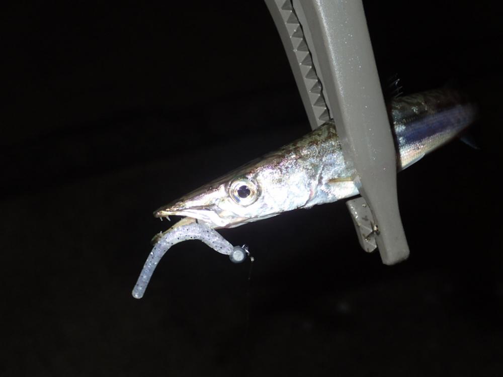 予定外の展開は豆アジゲーム。