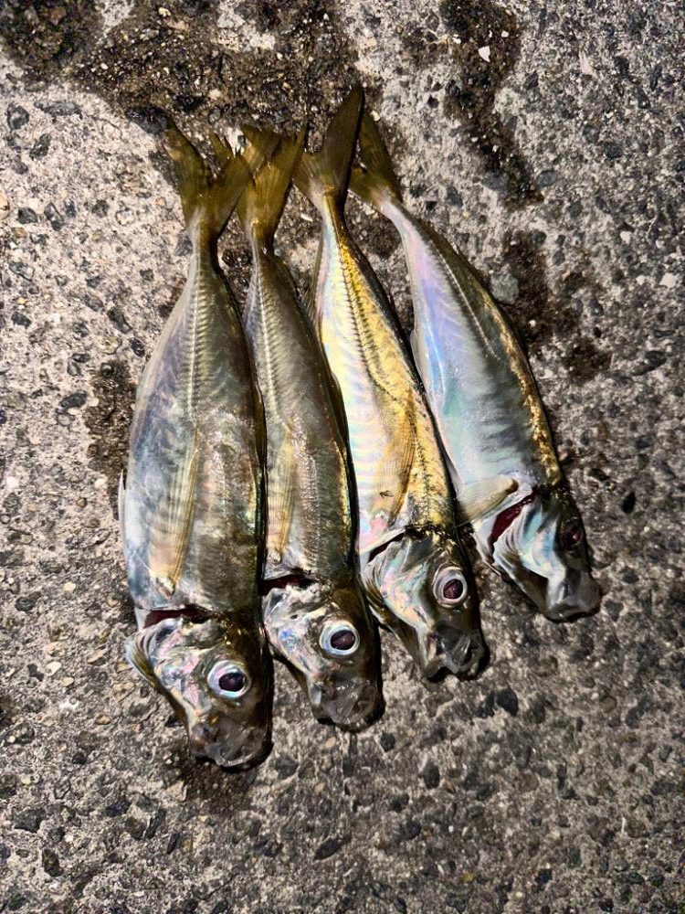 久々のジグ単アジング