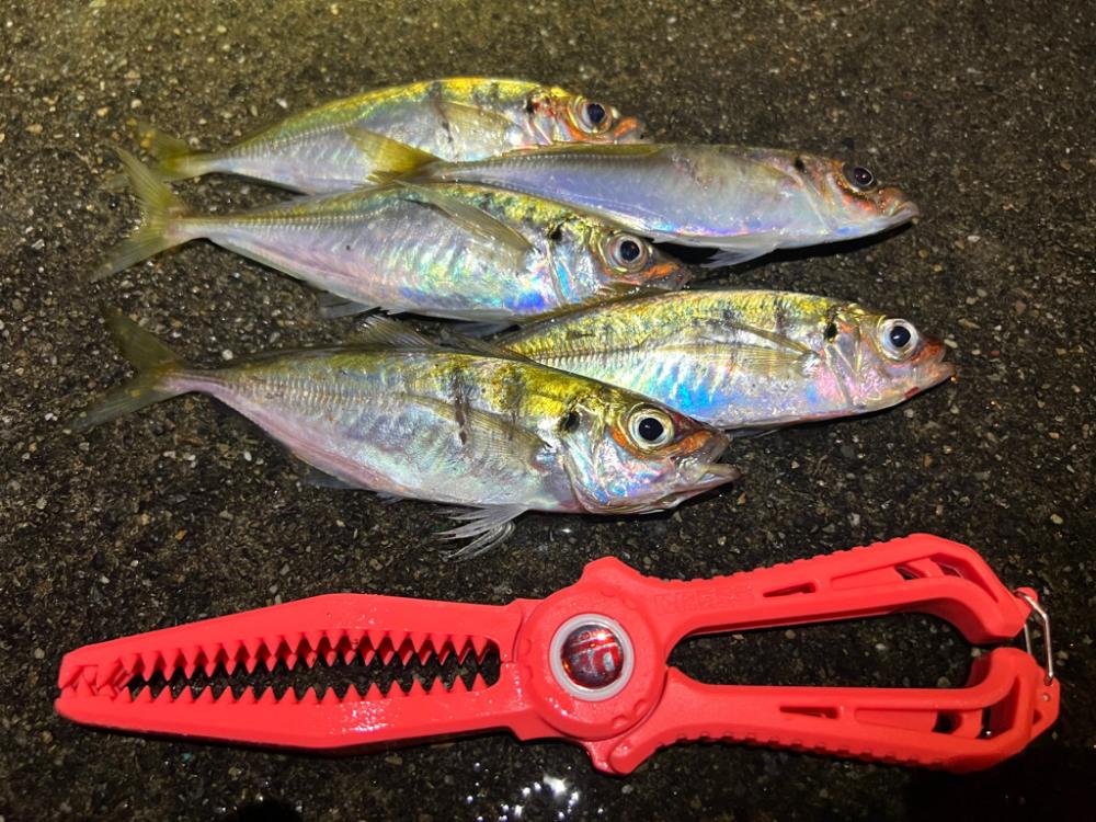 鯵を探して三千里 Vol.65