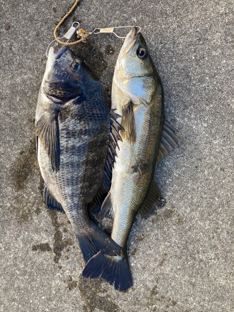 大アジ入ってきています