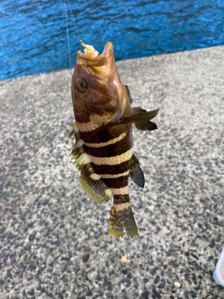 アジング不発 ロックフィッシュ狙い