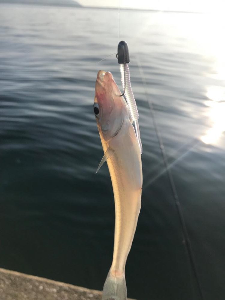 鳥取西部アジング調査