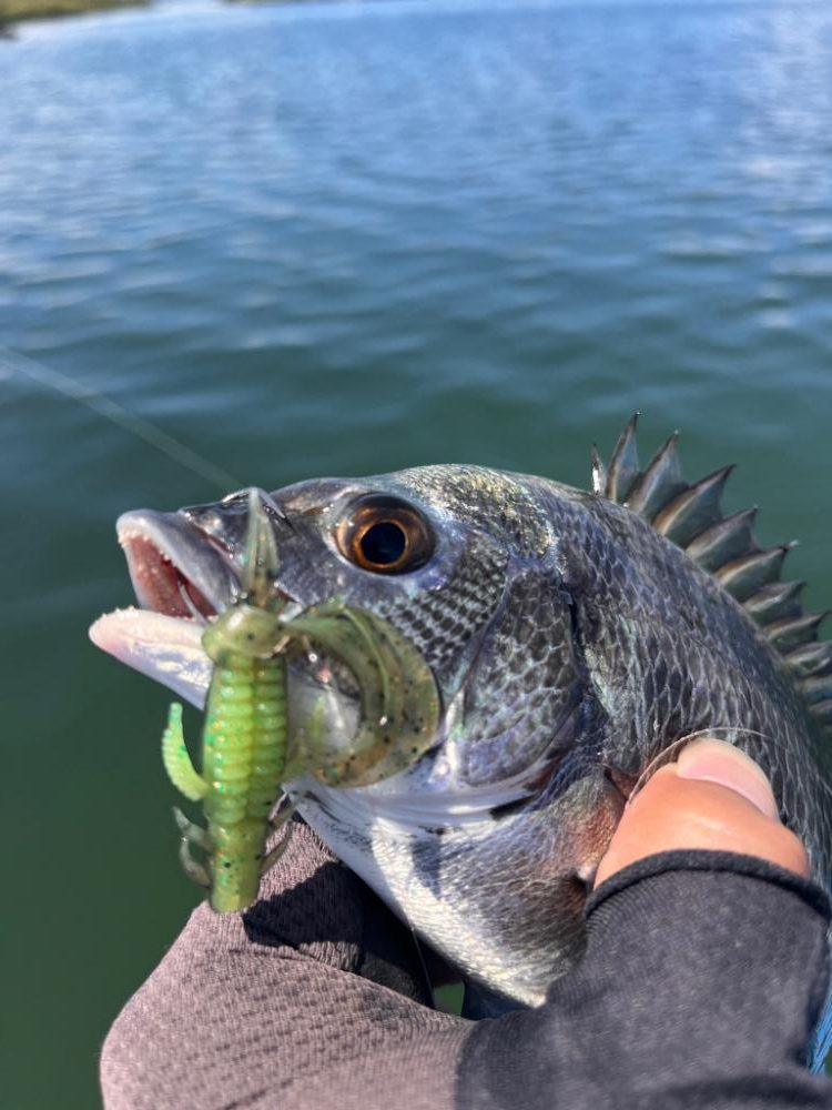 ボートチニング調査