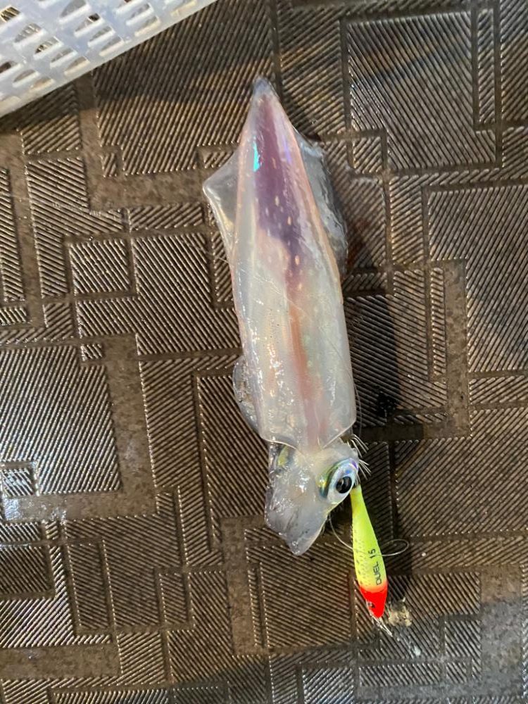 台風の影響下でイカメタル