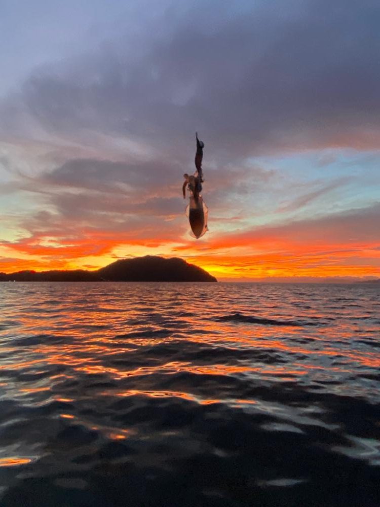 新子成長中です。