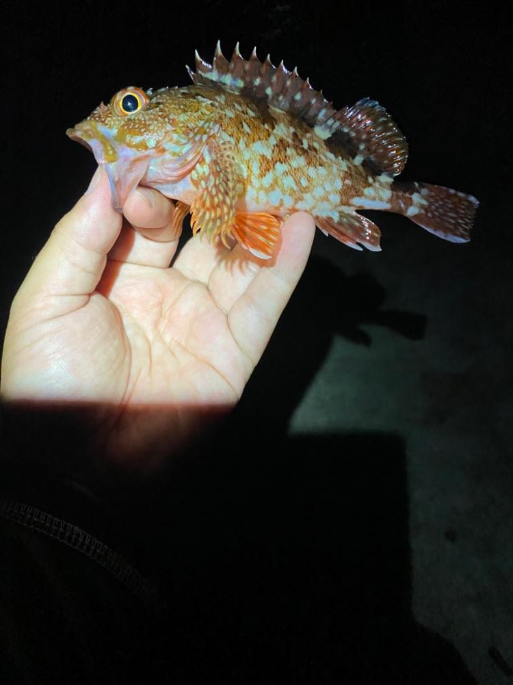 五目ガルプゲーム