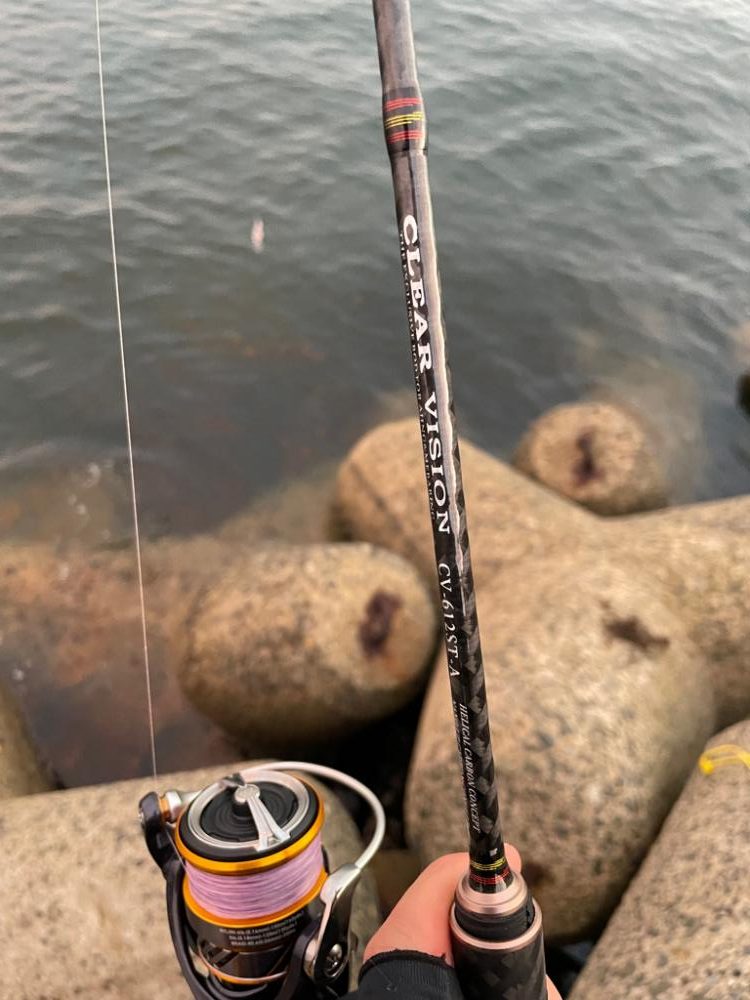 初ケンサキイカ