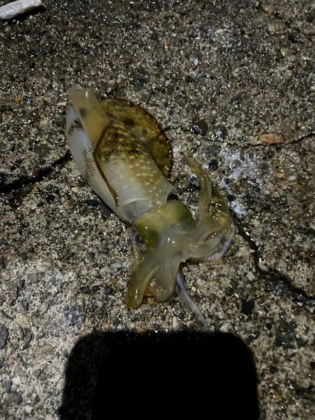 アオリイカ入れ食い