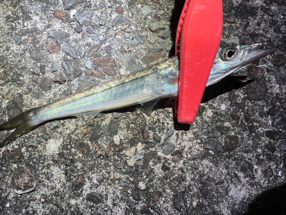 鯵を探して三千里 Vol.71