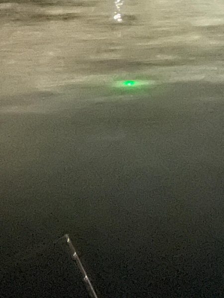 太刀魚調査に行ってきました。