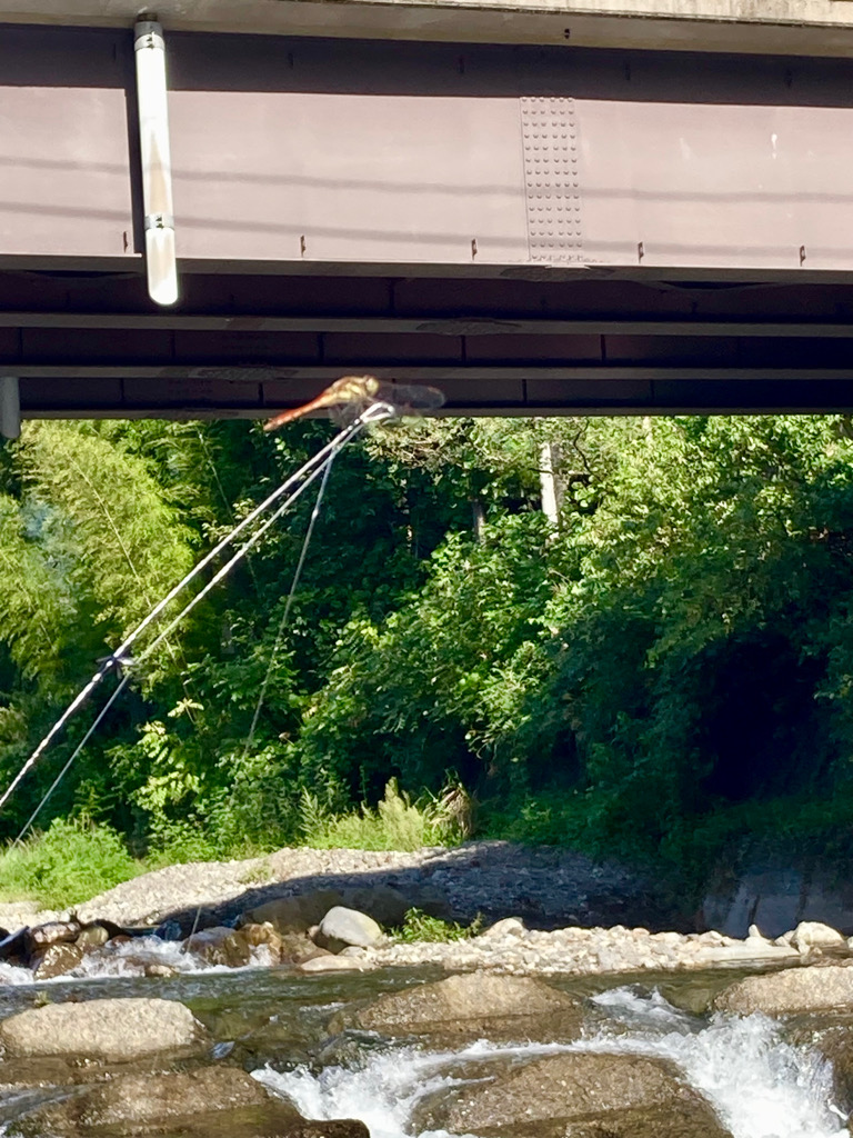 エリアトラウト