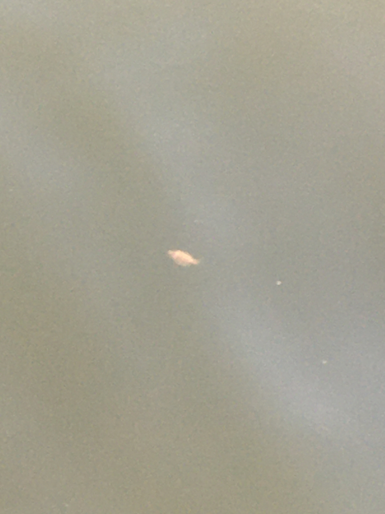 【タコフィネス】苦潮下でのタコ戦略2