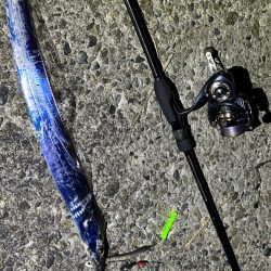 今季初タチウオ