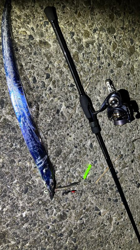 今季初タチウオ