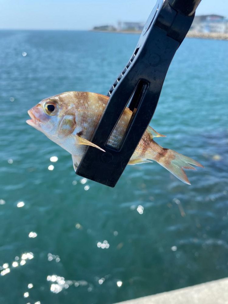 ちょい投げライト五目