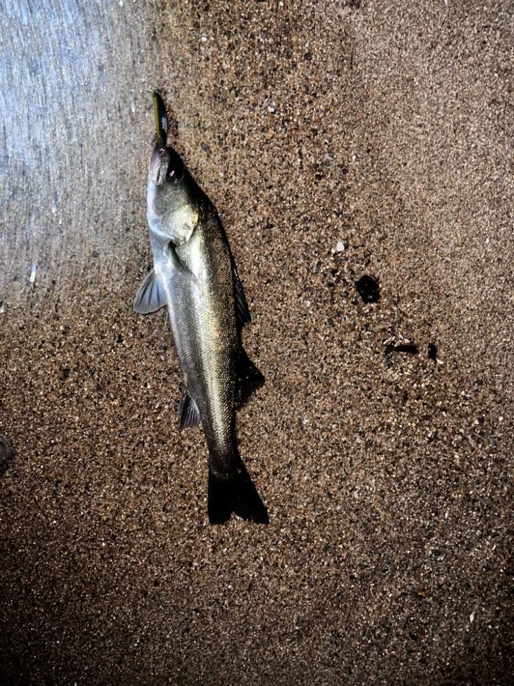 ベイトシーバス