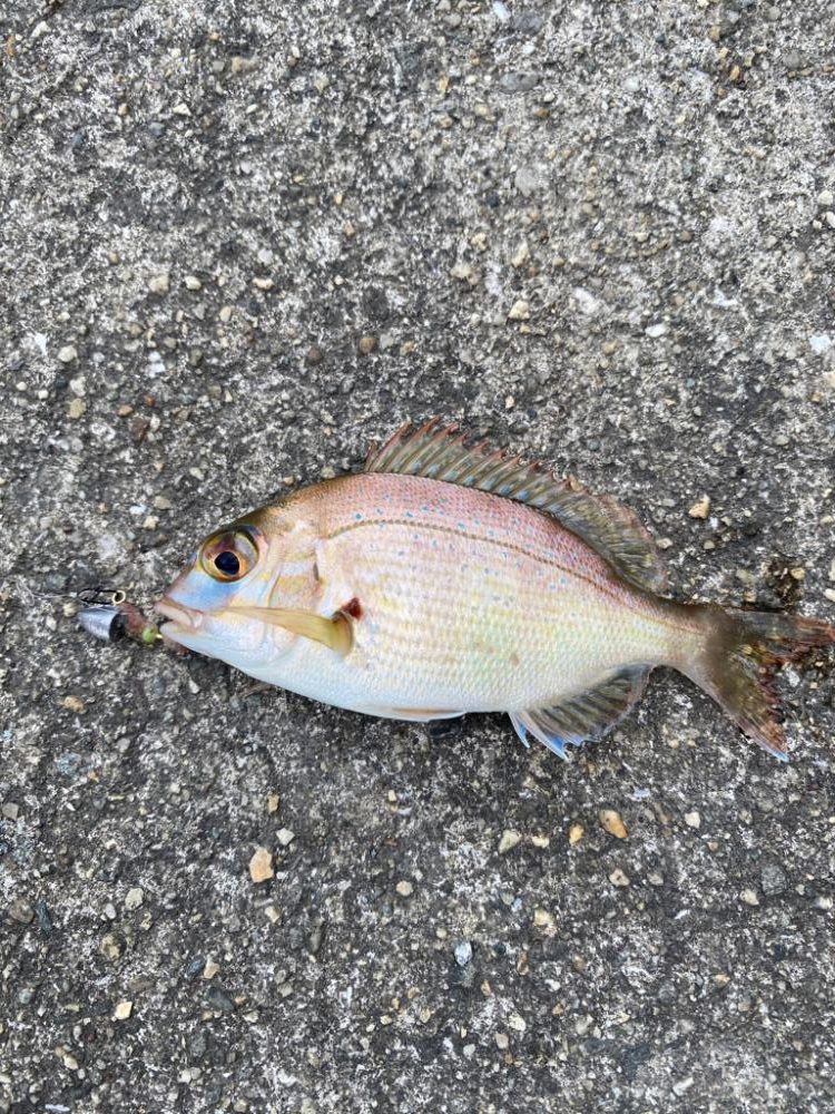 今シーズン初タチ