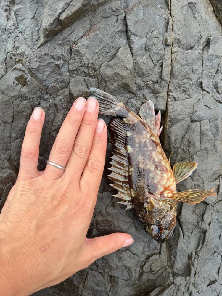 小浜根魚探し