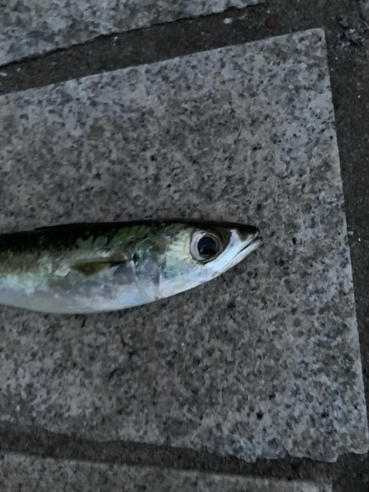 初ジギングサビキで