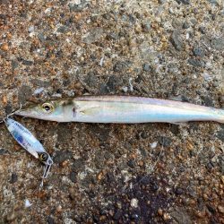 キシイチでもケンサキゲーム成立にゃ！