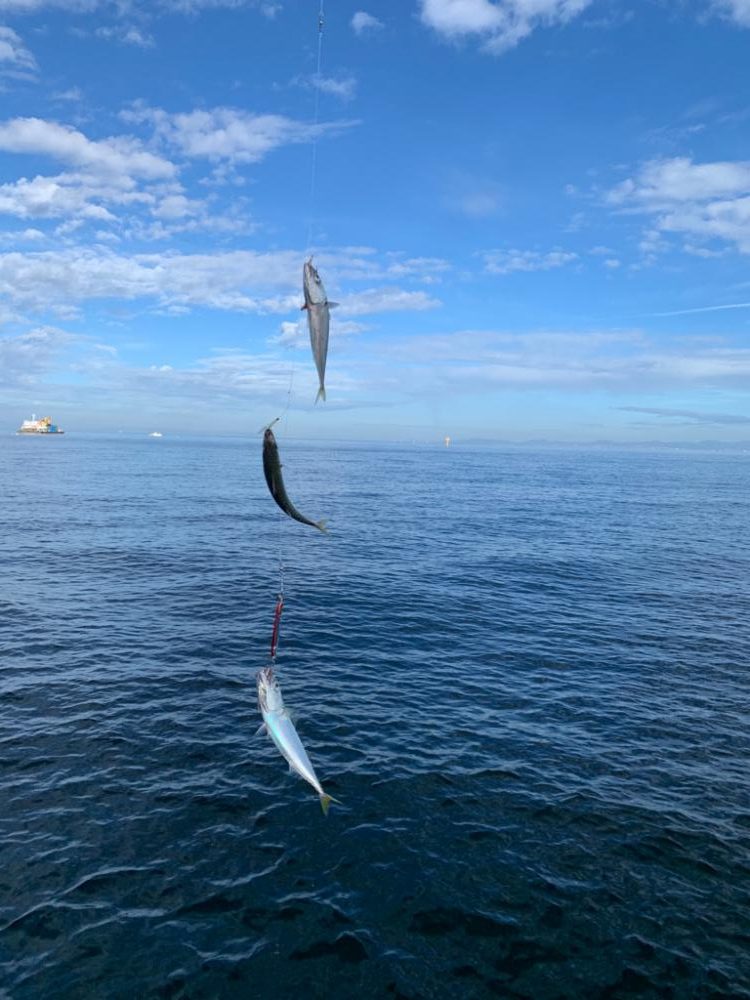 ケンサキイカ^ ^