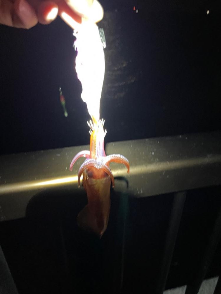 ぼちぼちでした