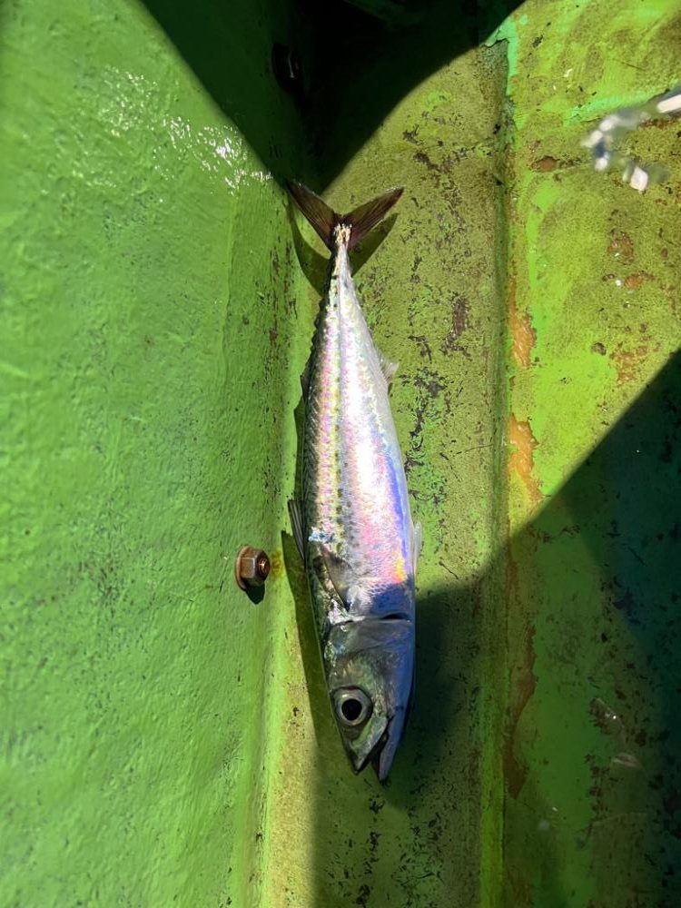 勝山港、夜クロムツ