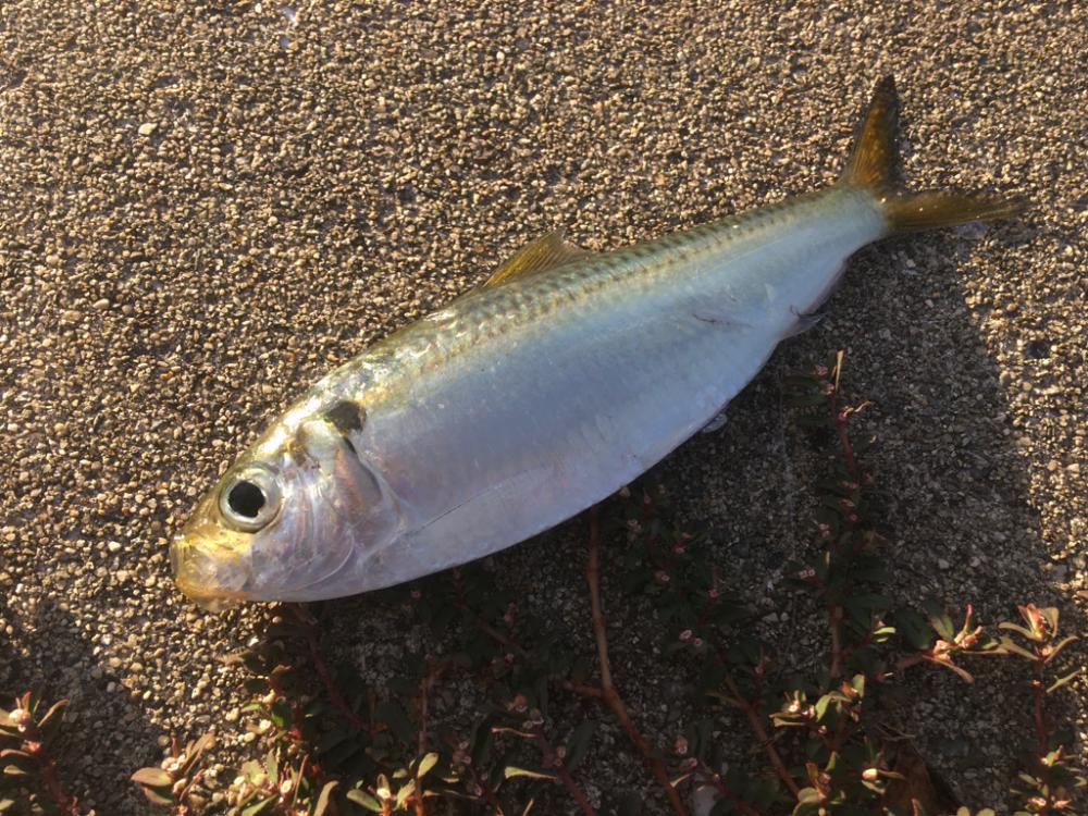 サビキ、サバゲー、ノマセ