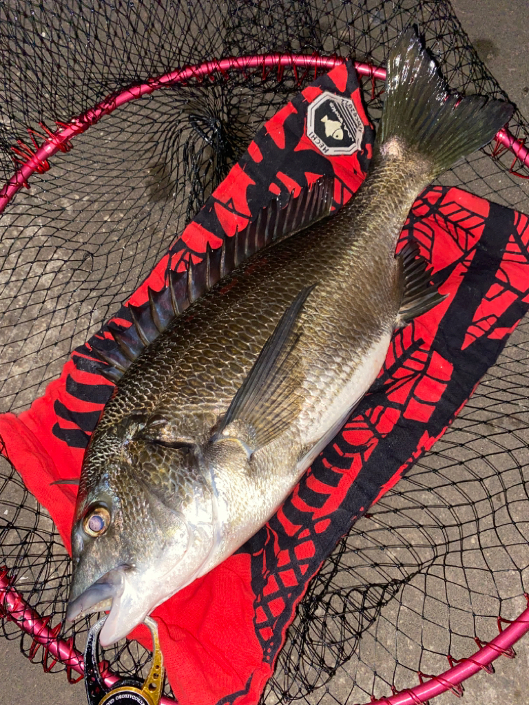 ヘチってきました