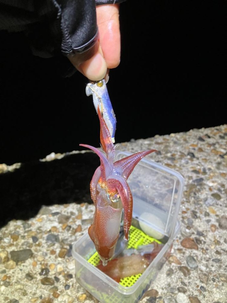 ケンサキ釣り6日目(^^)