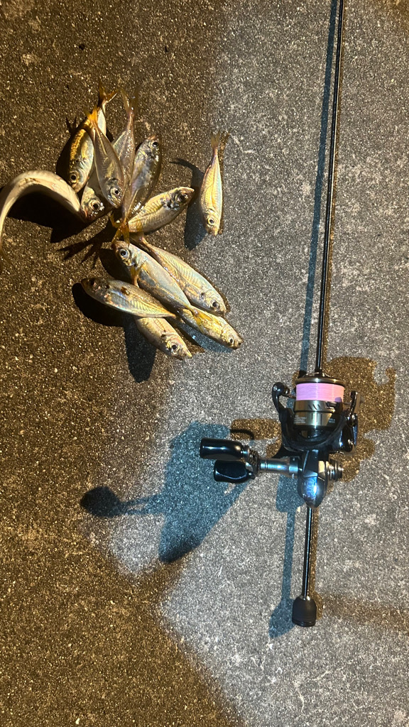 台風後の豆アジ