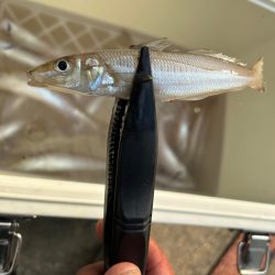 デイはキスナイトはシーバス