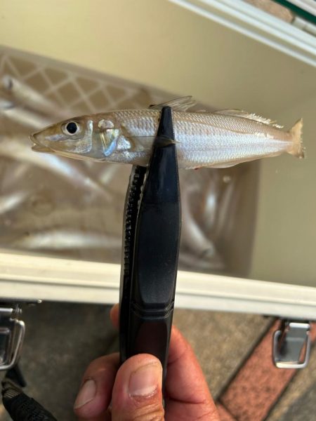 デイはキスナイトはシーバス