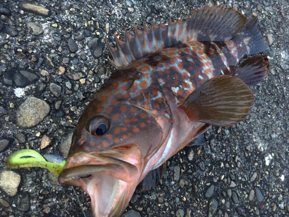 【タコフィネス】アコウ ＋ ガシラ ＋ タコ