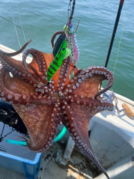 明石タコ釣り後半戦🐙