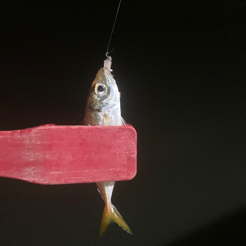 ナイトアジング