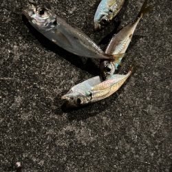 豆アジ攻略できず