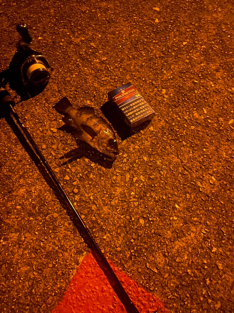 パワーイソメでカサゴメバル狙いin垂水漁港