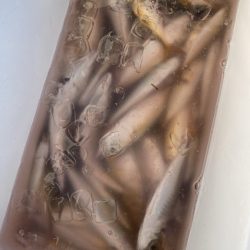 息子とサビキで