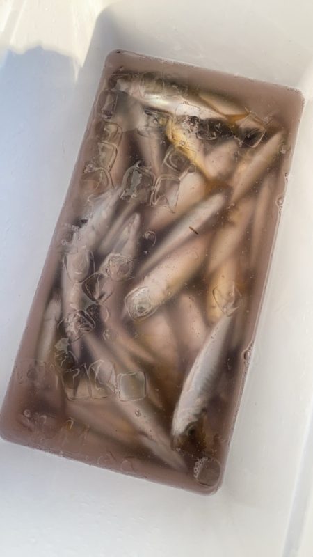 息子とサビキで