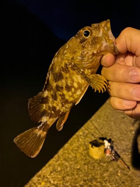 またまたアジング