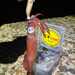 ケンサキ釣り10日目(^｡^)