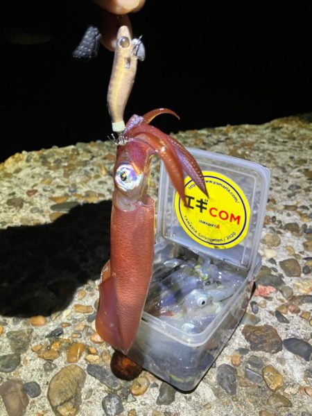 ケンサキ釣り10日目(^｡^)