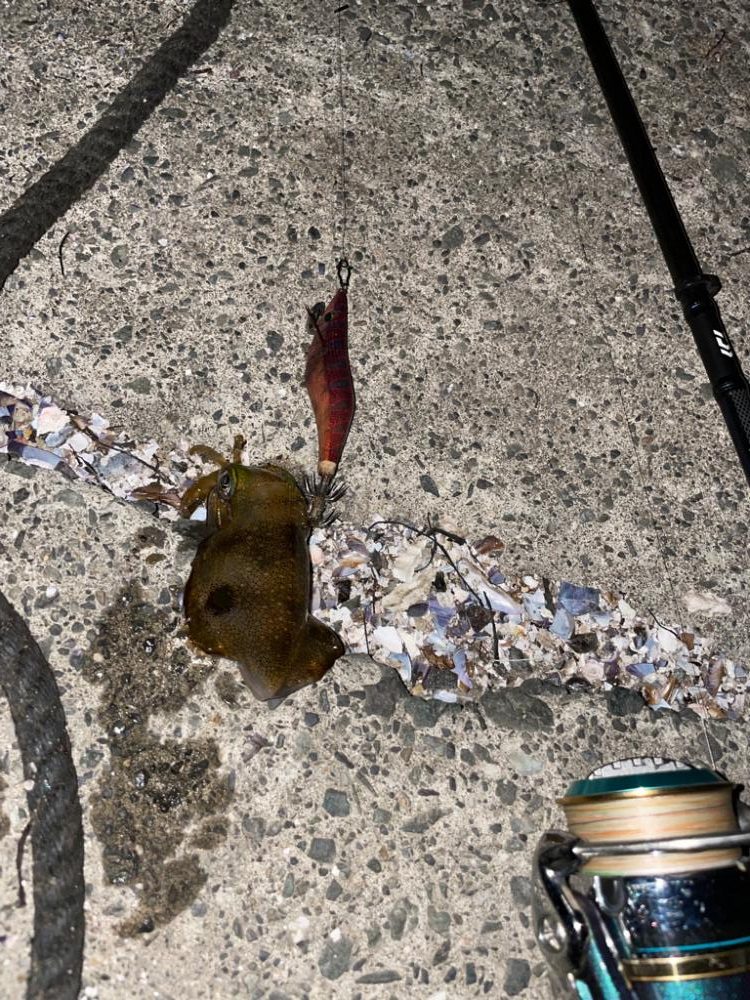 ナイトエギングと豆アジでヤエン