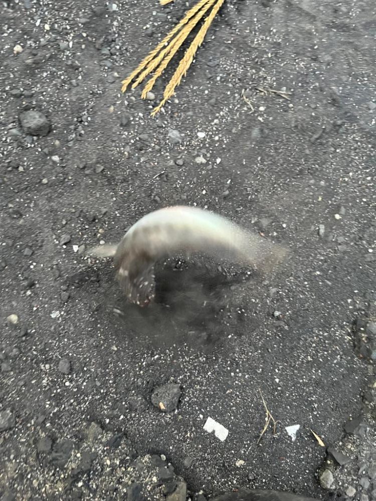 ファミリーフィッシング