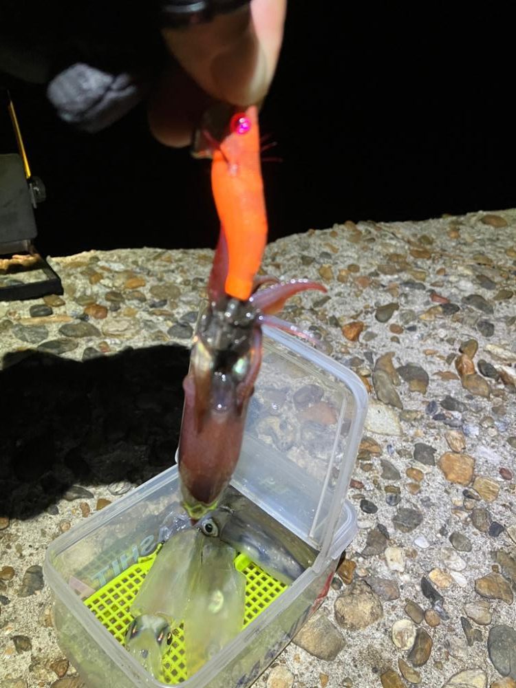 ケンサキ調査4日目(^-^)